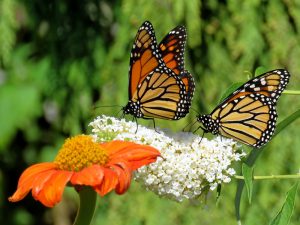 monarch butterflies on white and orange flowers