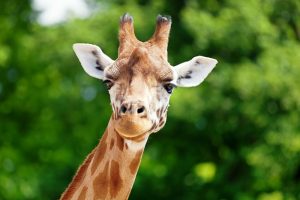 giraffe face in front of bright greenery