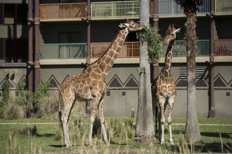 photo of giraffes eating in the grounds of Animal Kingdom Lodge