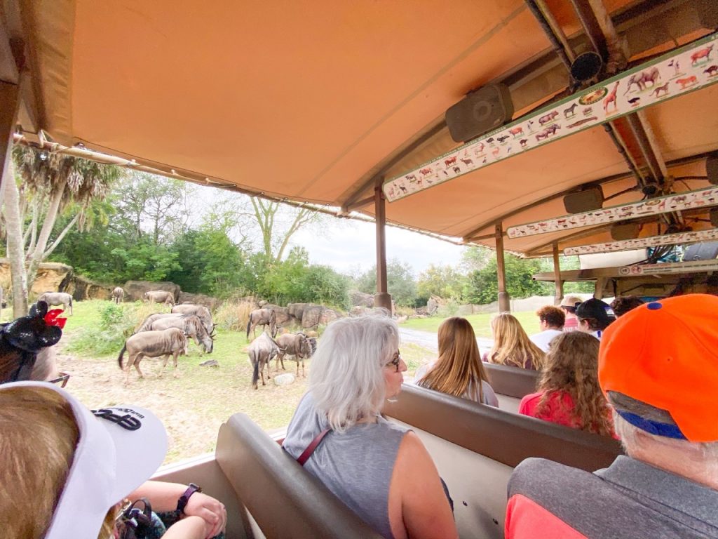 photo of the Kilimanjaro's Safari at Animal Kingdom; one of the must-dos on your Animal Kingdom touring plan