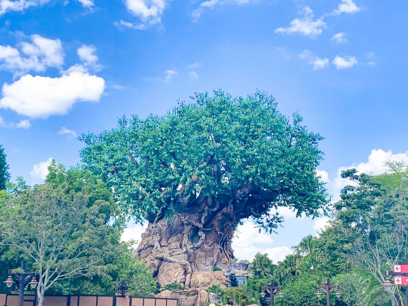 view of the tree of life in Animal Kingdom