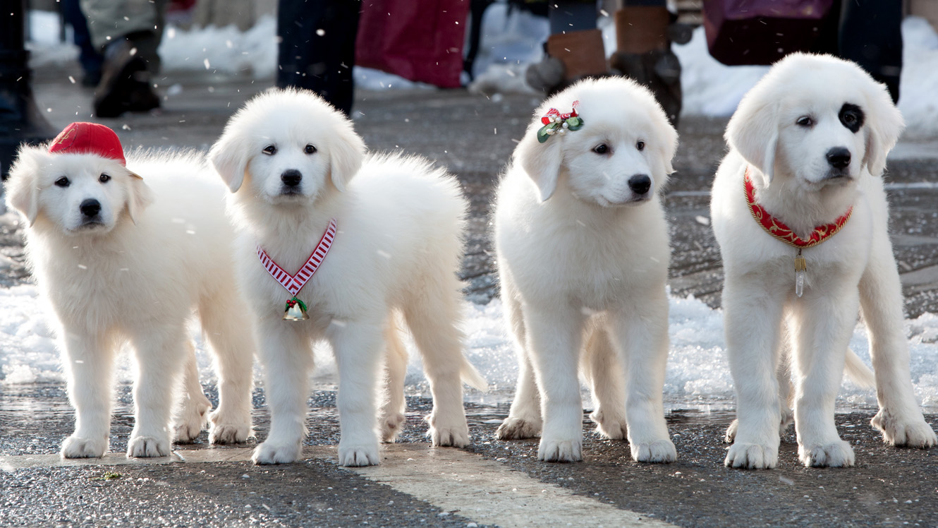 Santa Paws puppies from Disney Christmas movie