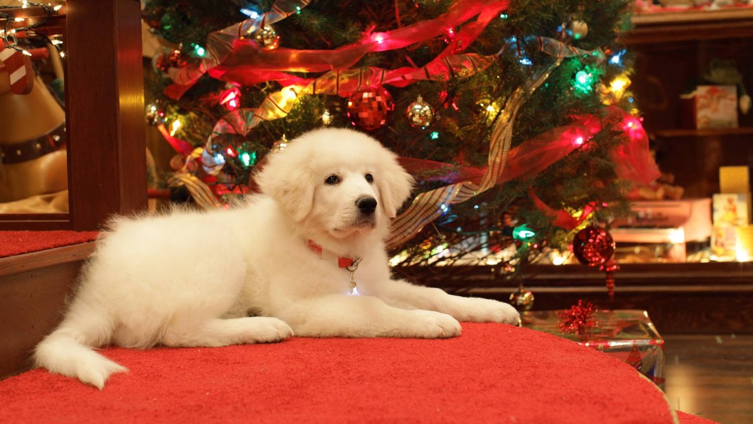Santa Paws puppy from Disney Christmas movie