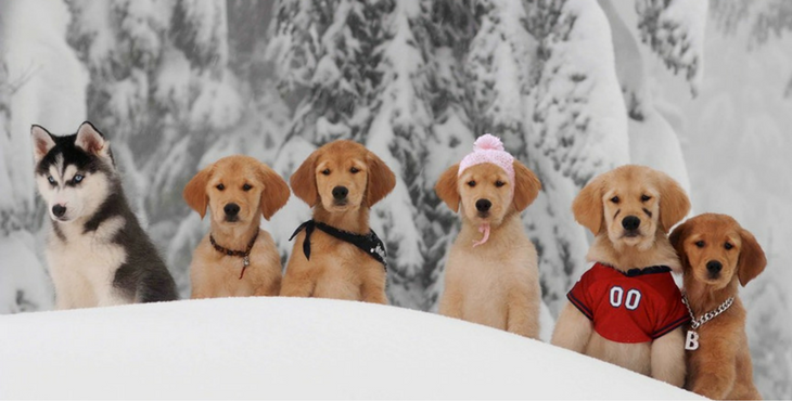 Buddies puppies in Disney Christmas movie Snow Buddies