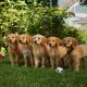 The cute puppies from Disney dog movie Airbuddies