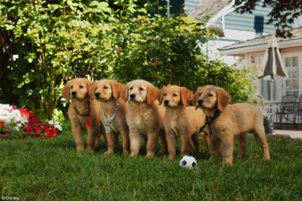 The cute puppies from Disney dog movie Airbuddies