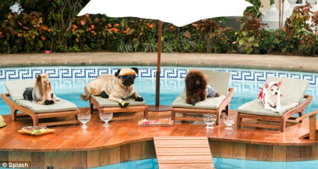 Disney dogs from Beverley Hills Chihuahua lounging round the pool