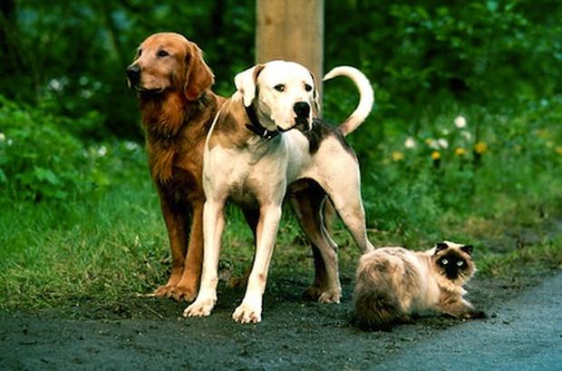 The three heroes from Disney dog movie Homeward Bound
