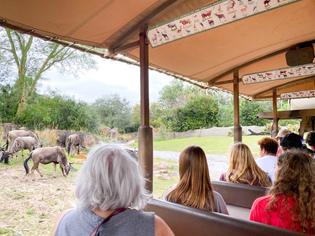 people on safari vehicle with animals in the background 