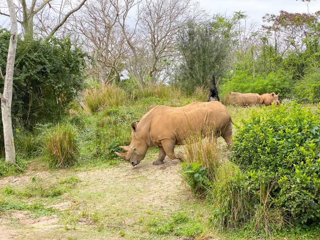 two large rhinos in grass and trees